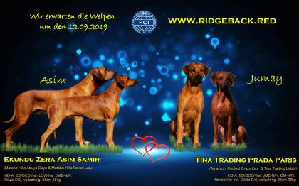 Rhodesian Ridgeback Welpen Wurfplanung AKTUELL - zum September 2022