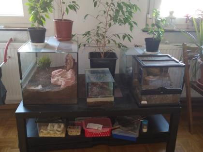 Vogelspinnen Theraphosa Stirmi Brachypelma Smithi Monocentropus Balfouri G