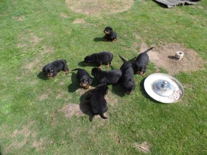 Rottweiler Welpen in liebevolle Hände abzugeben