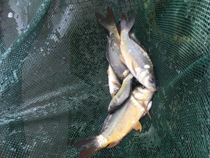 Karpfen und Schleie für den Teich