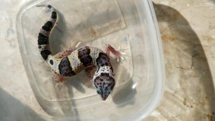Leopardgecko aus 2022 abzugeben