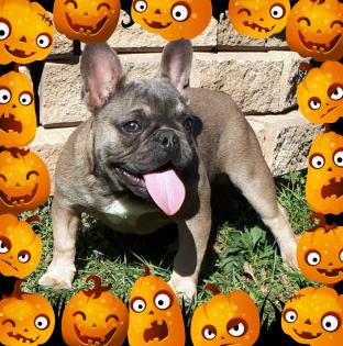 Besondere Mini Franzözische Bulldogge Welpen