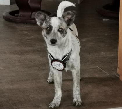 Kleine Elfe Pippa 4 Monate sucht Zuhause