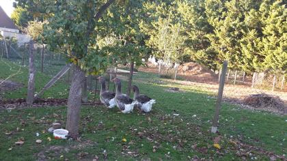 Verkaufe Toulouser Gänse