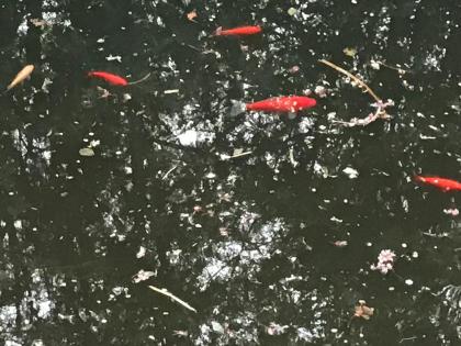 Goldfische aus unserem Biotop zu verschenken