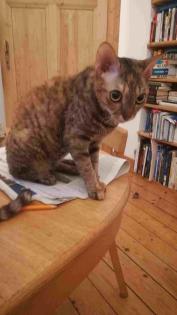 German Rex Katze Mienchen 12 Monate sucht ein neues Zuhause