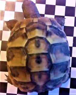 Landschildkröten thb 2022