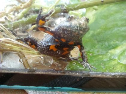 Europ. Rotbauchunke Bombina bombina
