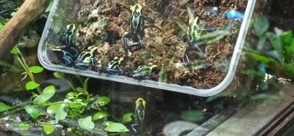 Dendrobates Azureus und tinctorius oyapock