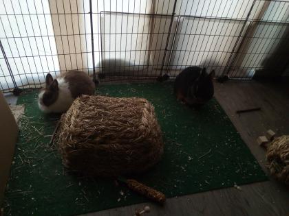 Neues liebevolles Zuhause gesucht