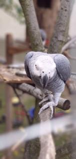 Verkaufe unsern Hahn Coco