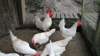 Bruteier Leghorn weiß