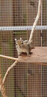 Baumstreifenhörnchen zu verkaufen.