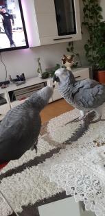 Graupapagei