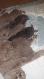 Zuckersüße Scottish Fold kitten zu verkaufen