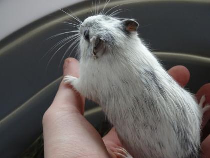 Rennmaus männlich 14 Monate sucht neues Zuhause