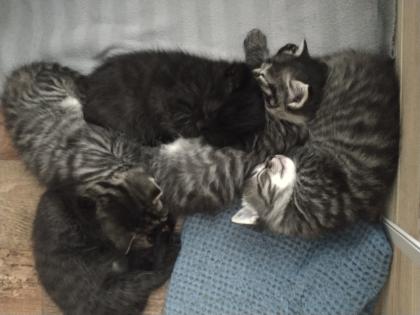 Maine Coon Mix Tabby Kitten