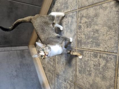 Katzenpärchen sucht neues Zuhause