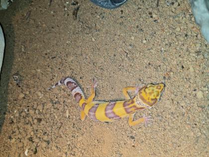 Leopardgecko NZ 2022