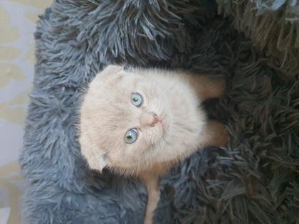 Kater scotisch fold in lilacfarbe