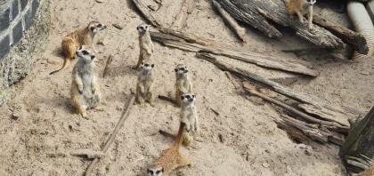Erdmännchen 0 05