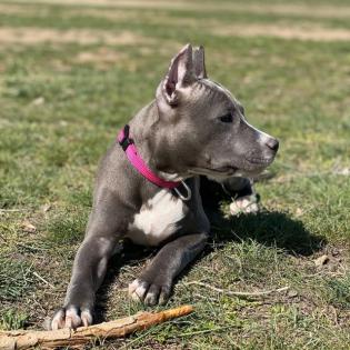 American Staffordshire terrier welpen