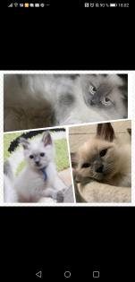 RAGDOLLBABYS SUCHEN ab sofort ein neues Zuhause