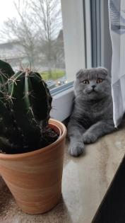 Scottish-Fold-Shorthair-Kätzin