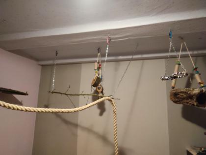 Suche Papageien Pärchen Graupapagei oder Amazone