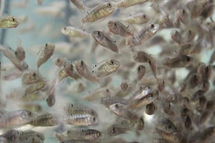 Tilapien zwischen 1cm-3cm für nur 0 65 Euro das Stk.