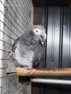Coco sucht sein Herzblatt