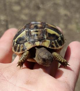 Testudo hermanni boettgeri NZ 2022 mit Cites