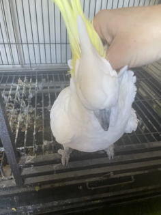 Handaufzucht Männlichen Papagei NZ021