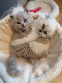 Britisch Langhaar/Scottish Fold Kitten suchen neues Zuhause