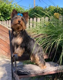 Reinrassige Yorkshire Terrier