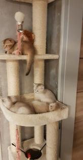 BKH/Scottish Fold Kitten