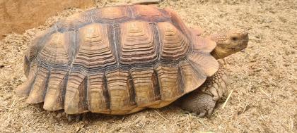 Spornschildkröten C. sulcata imposante 60 cm mit ca. 30Kg