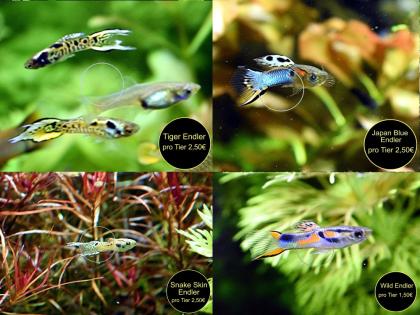 Endler Guppy reinerbig ab 1 50Euro Versand/ Abholung