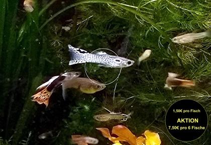 Guppy Mixe AKTION 7 50Euro/ 6 Stck. Versand/ Abholung