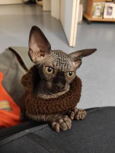 Sphynx-Kitten mit Stammbaum