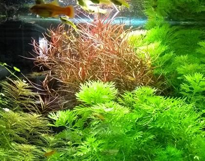 Schmalblättrige Ludwigie arcuata Bündel Wasserpflanzen Versand/ Abholung