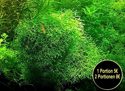 Sternlebermoos Aquarienpflanzen Versand/ Abholung