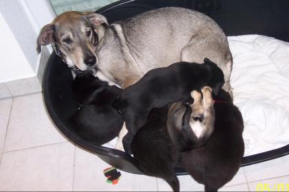 Suche Chihuahua-welpe kostenlos