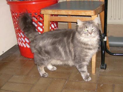 Maine Coon Dame geb 17. 03. 03