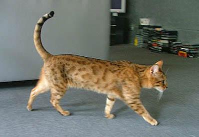Wunderschöne Bengal-Kätzin