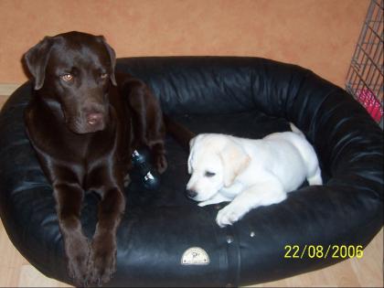 Hundebett Kunstleder von xs-XXXL