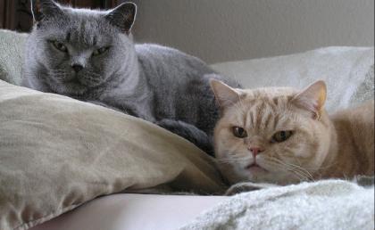2 elfjährige Stubenkater suchen wg. Umzug neues liebevolles Zuhause