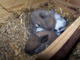 2 baby kaninchenwidder