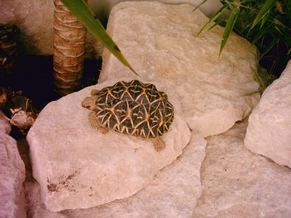 Indische Sternschildkröte NZ 2022
