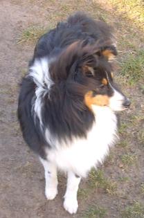 Sheltie-Rüde